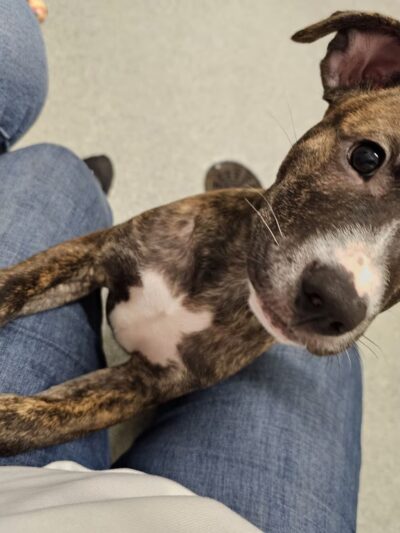 Hinsdale Humane Society - Hinsdale, IL