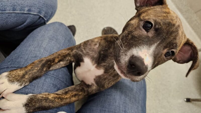 Hinsdale Humane Society - Hinsdale, IL