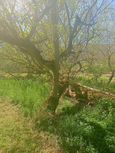 Gile Hollow Park - Hinsdale, NY