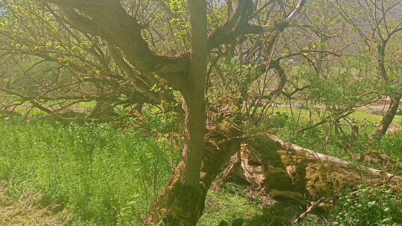 Gile Hollow Park - Hinsdale, NY