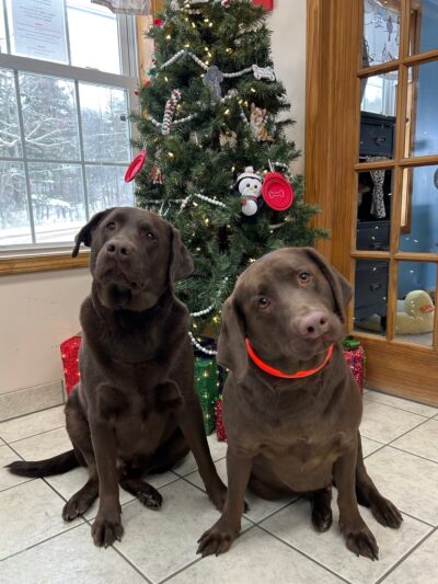 Waggy Tails Resort & Spa - Hinsdale, NY