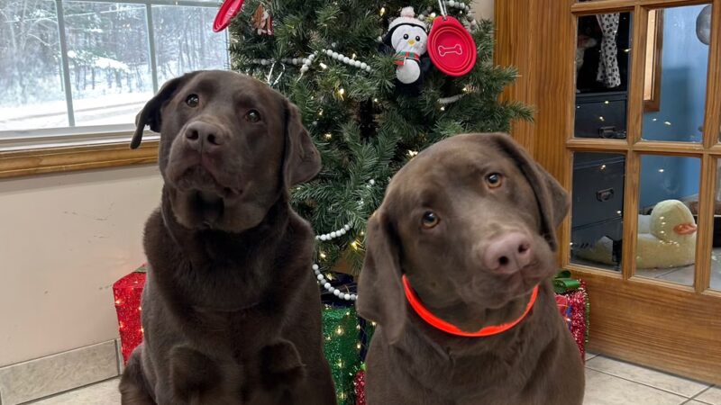 Waggy Tails Resort & Spa - Hinsdale, NY