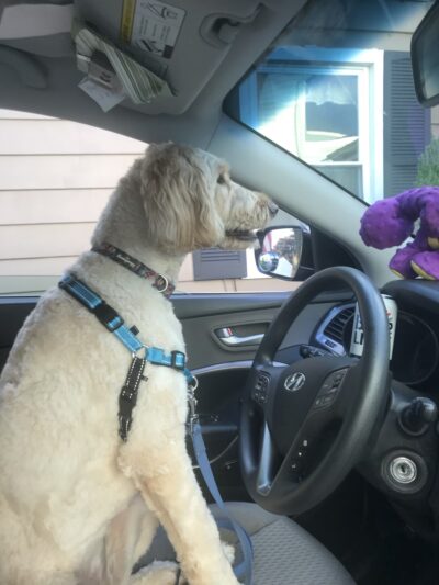 Waggy Tails Resort & Spa - Hinsdale, NY