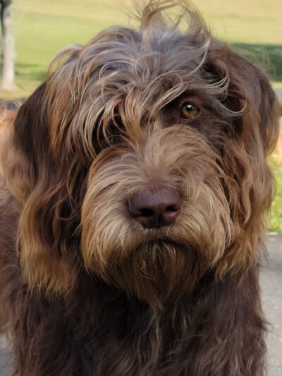Waggy Tails Resort & Spa - Hinsdale, NY
