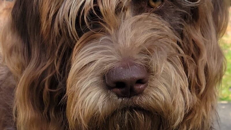 Waggy Tails Resort & Spa - Hinsdale, NY