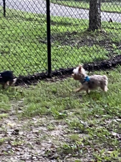 Hiram Dog Park - Hiram, GA