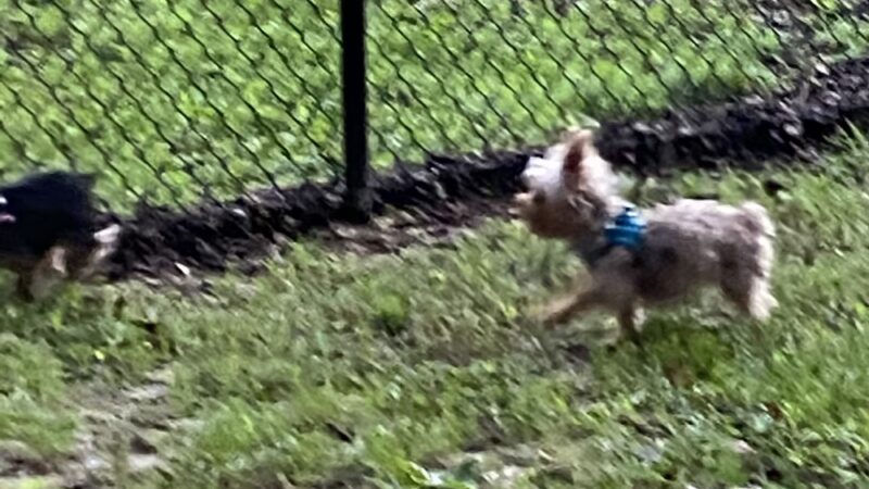 Hiram Dog Park - Hiram, GA