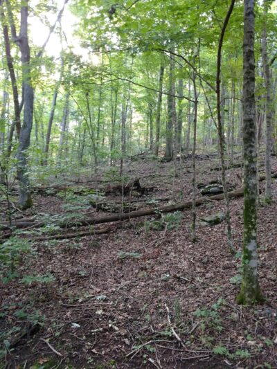 TVA Big Ridge Small Wild Area - Hixson, TN