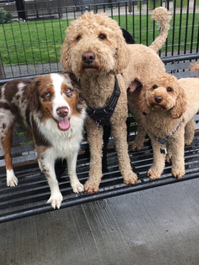 Dogboken of Hoboken - Hoboken, NJ