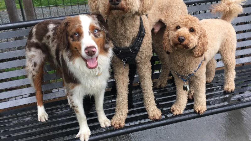 Dogboken of Hoboken - Hoboken, NJ