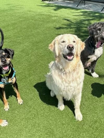 Dogboken of Hoboken - Hoboken, NJ