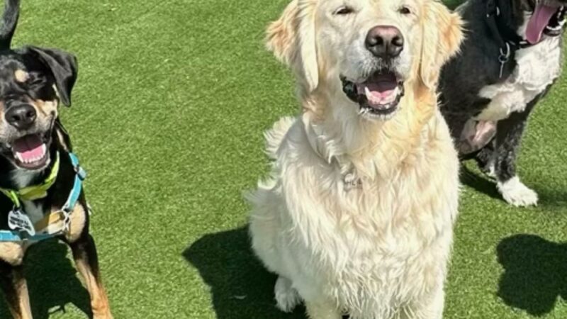 Dogboken of Hoboken - Hoboken, NJ