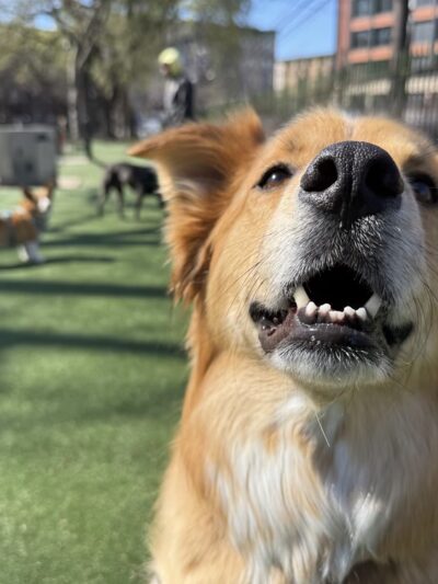 Dogboken of Hoboken - Hoboken, NJ