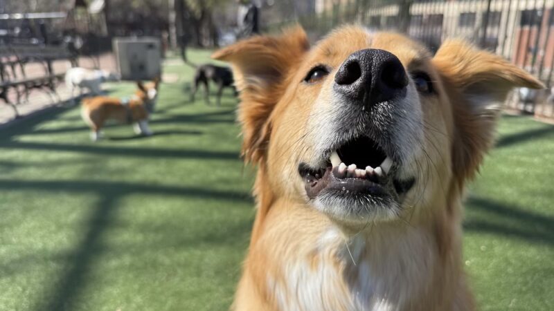 Dogboken of Hoboken - Hoboken, NJ