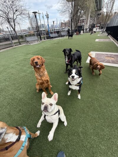 Dogboken of Hoboken - Hoboken, NJ
