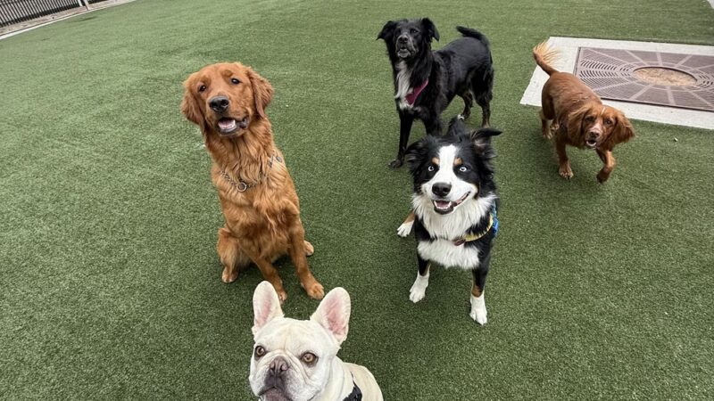 Dogboken of Hoboken - Hoboken, NJ
