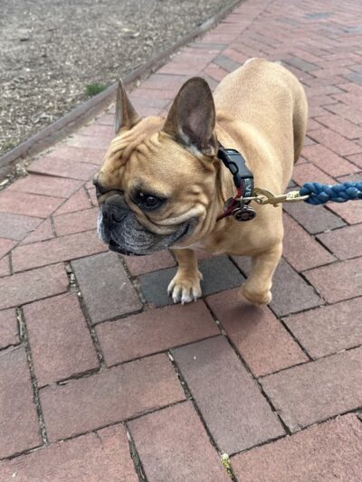 Dogboken of Hoboken - Hoboken, NJ