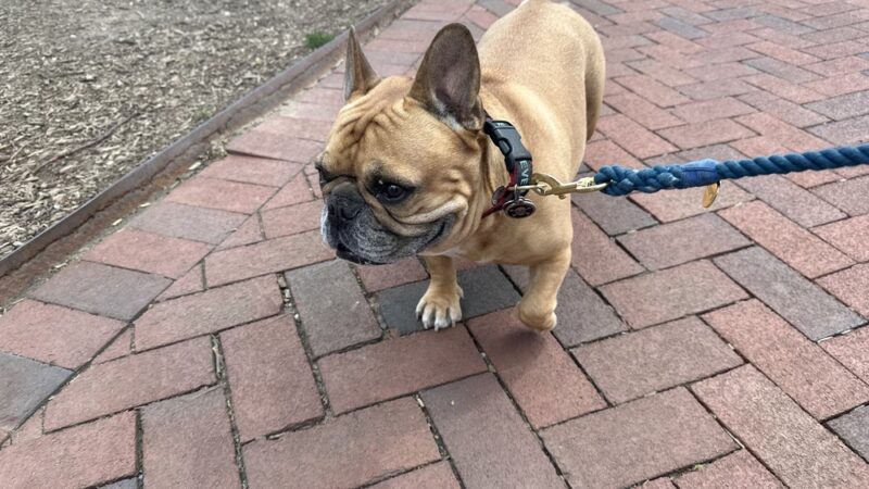 Dogboken of Hoboken - Hoboken, NJ