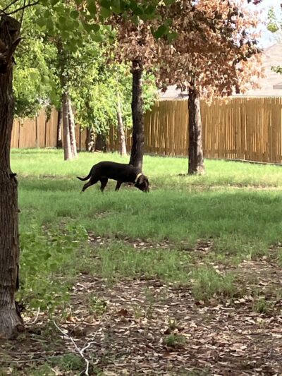 Bauer Landing Dog Park - Hockley, TX