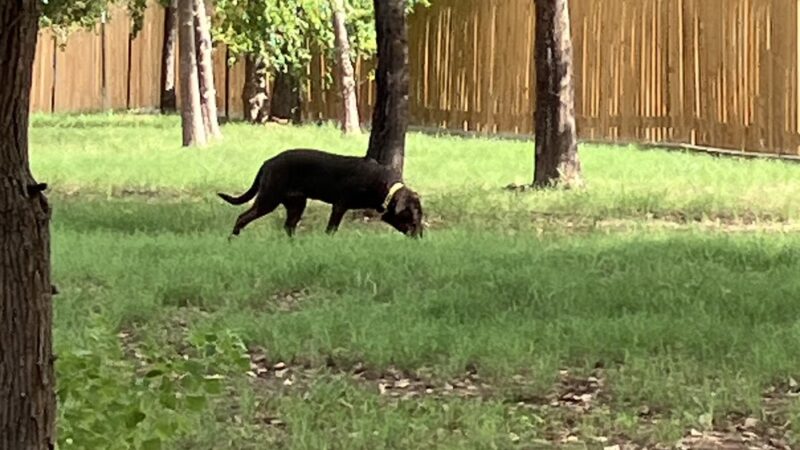 Bauer Landing Dog Park - Hockley, TX