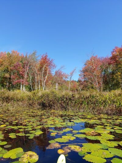 Quinebaug River Canoe Trail - Holland, MA