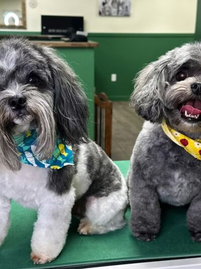 Park Ave Pet Spa - Holland Patent, NY
