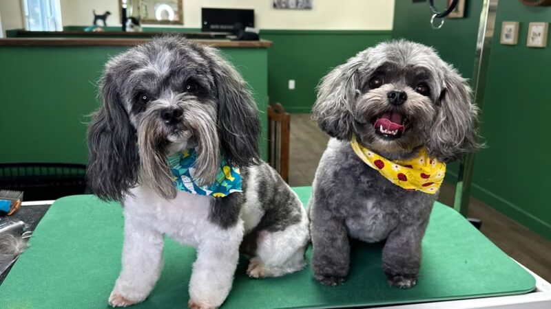 Park Ave Pet Spa - Holland Patent, NY
