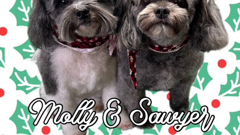 Park Ave Pet Spa - Holland Patent, NY