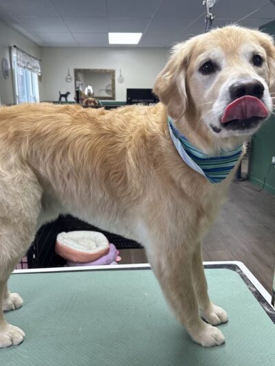 Park Ave Pet Spa - Holland Patent, NY