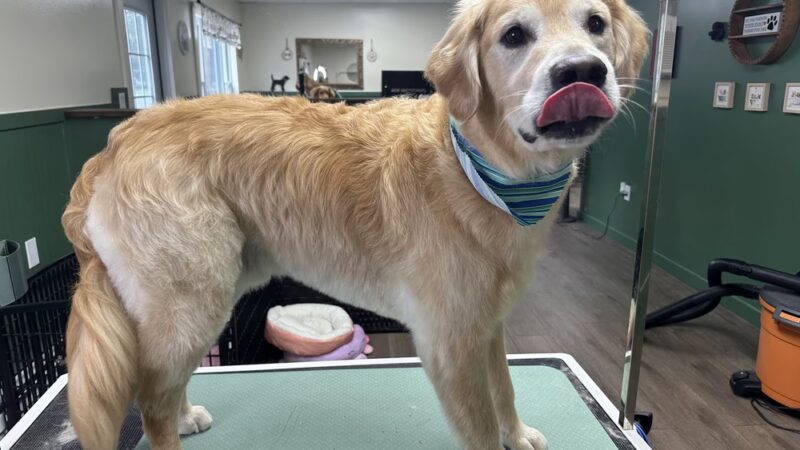 Park Ave Pet Spa - Holland Patent, NY