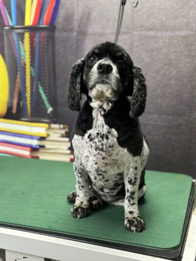 Park Ave Pet Spa - Holland Patent, NY