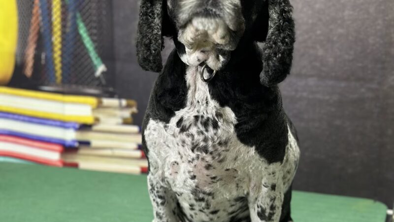 Park Ave Pet Spa - Holland Patent, NY