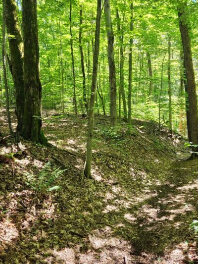 Trenton Greenbelt Hiking Trails - Holland Patent, NY