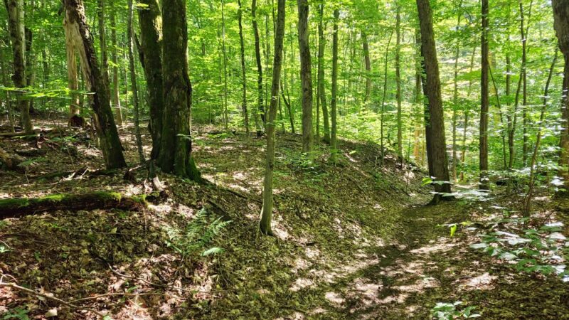 Trenton Greenbelt Hiking Trails - Holland Patent, NY