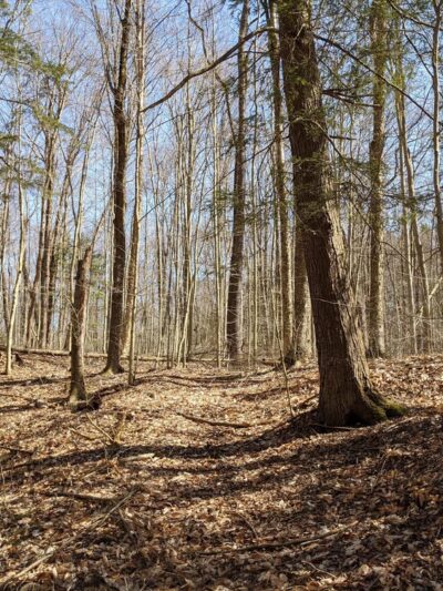 Trenton Greenbelt Hiking Trails - Holland Patent, NY