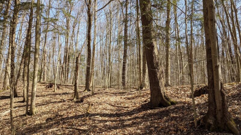 Trenton Greenbelt Hiking Trails - Holland Patent, NY