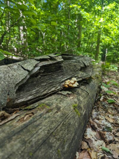 Trenton Greenbelt Hiking Trails - Holland Patent, NY