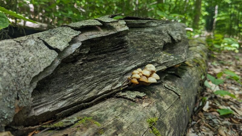 Trenton Greenbelt Hiking Trails - Holland Patent, NY