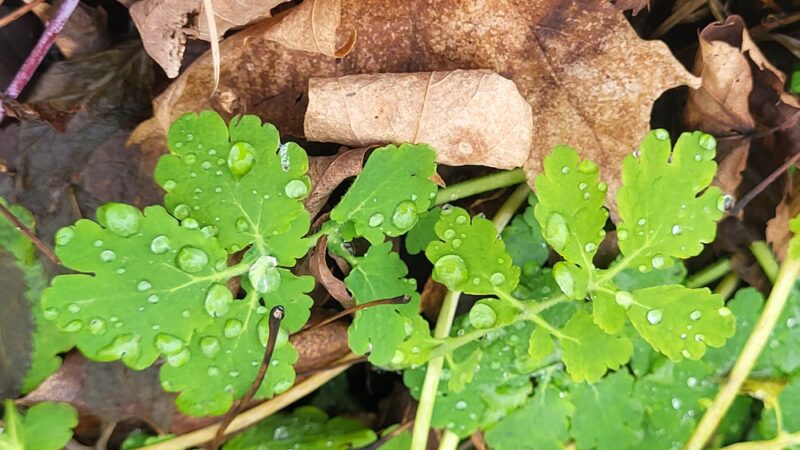 Clarendon Falls - Holley, NY
