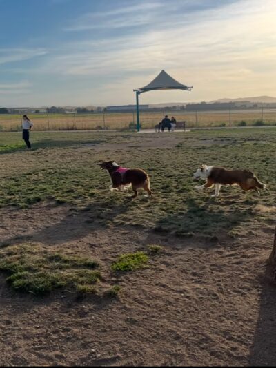 Bark Park - Hollister, CA
