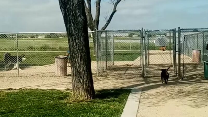 Bark Park - Hollister, CA