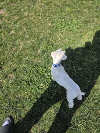Bark Park - Hollister, CA