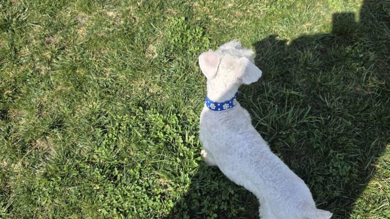 Bark Park - Hollister, CA