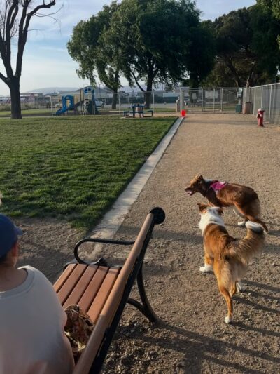Bark Park - Hollister, CA