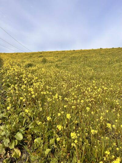 Mudstone Ranch - Hollister, CA