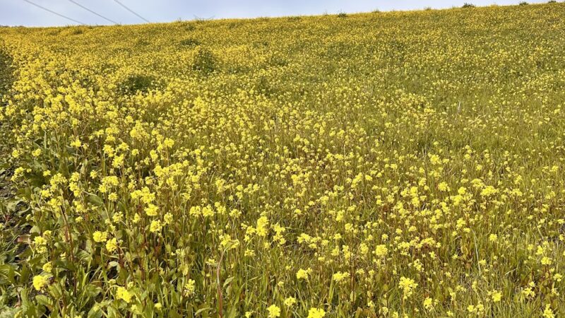 Mudstone Ranch - Hollister, CA