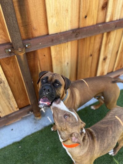 Parkland Pet Resort - Hollister, CA