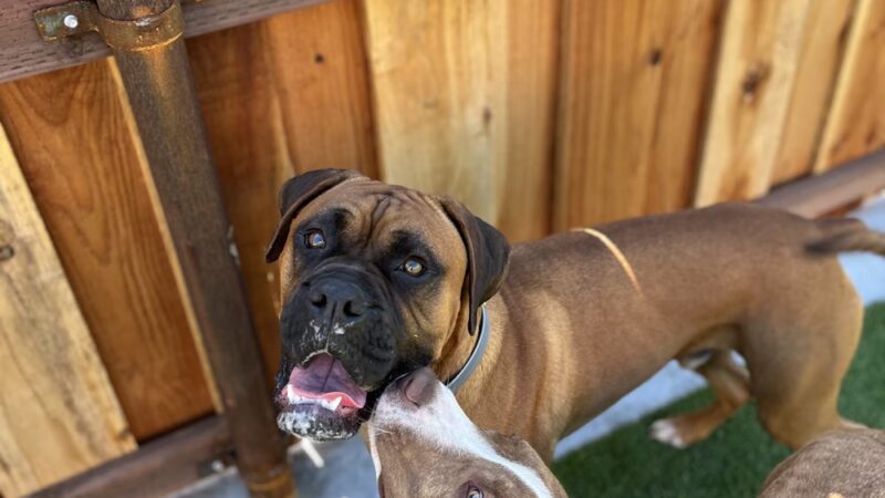 Parkland Pet Resort - Hollister, CA