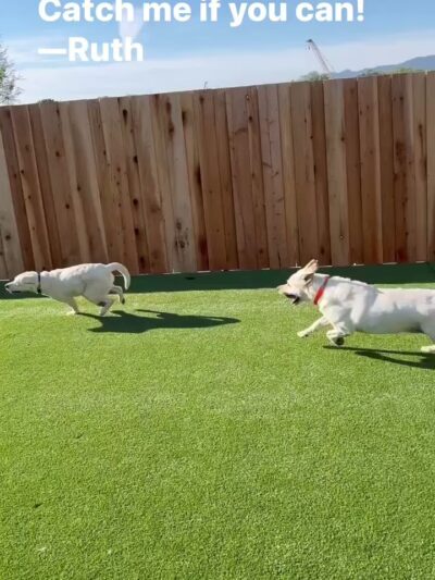 Parkland Pet Resort - Hollister, CA