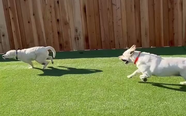 Parkland Pet Resort - Hollister, CA